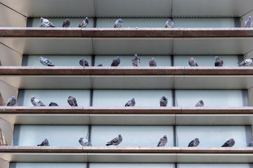 Domestic Pigeons on Shelves
