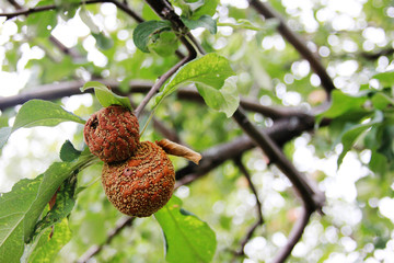 Apples disease. Monilia. Apple Infected by Fungal Disease Monilia fructigena in Orchard