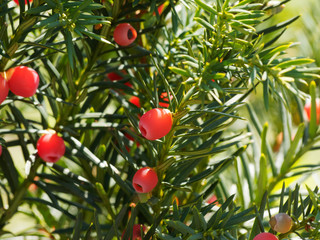 (Taxus baccata) Rote Arillus einer Eibe
