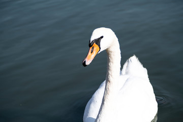Fototapeta premium Swan