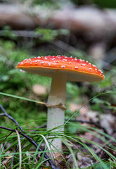 fly agaric mushroom in the forest