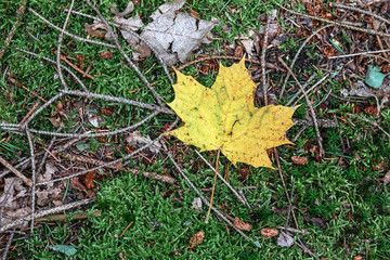 autumn leaves