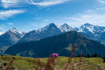 Aussicht auf Eiger, Mönch und Jungfrau von der Schynige Platte mit pinken Blumen im Vordergrund