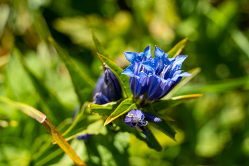 Gentiana asclepiadea Schwalbenwurz Enzian Blaue Blume in den Schweizer Bergen