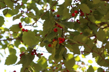 Red hawthorn fruits ripened on a tree in the fall. They decorate a tree
