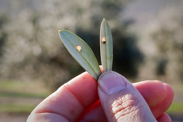 Olive leaf infected by "repilo", Jaen, Spain