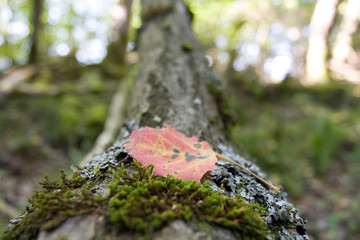 Herbstblatt auf Ast 1