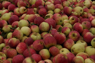 красные яблоки