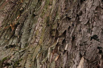 bark of a tree