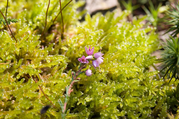 Heidekraut im Moos