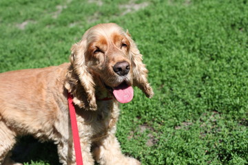 cocker spaniel in the sun