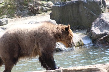 Nature with flowers and animals