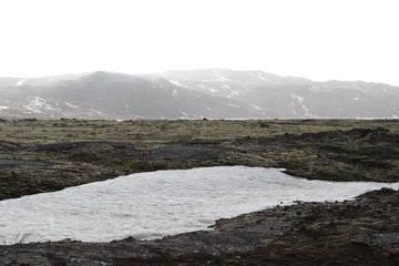 Nature with flowers and animals