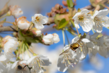 Wespe fliegt auf Blüten von Kirschbaum zu