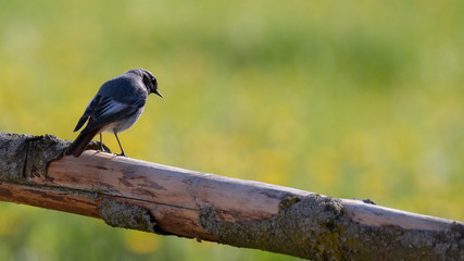 Vogel Hausrotschwanz guckt skeptisch vor einer Wiese Copyspace