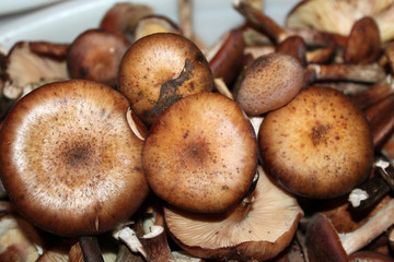 Autumn harvest forest honey. Урожай лесных осенних опят