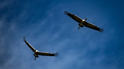 Zwei Kraniche am Himmel
