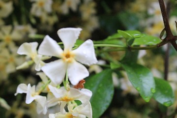 Nature with flowers and animals