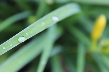 Nature with flowers and animals