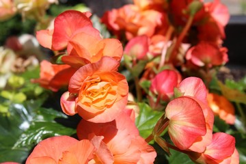 red flowers in the garden