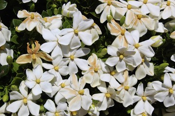 white flowers on a green background