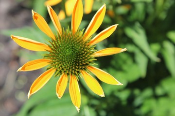 yellow flower of sunflower
