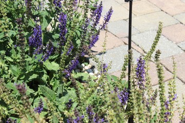 purple flowers in the garden