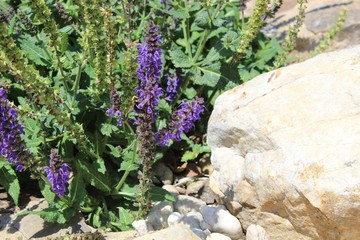 flowers in the garden