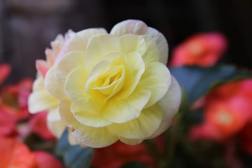 yellow rose