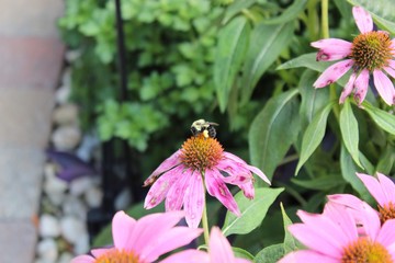 bee on a flower