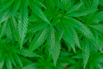 Marijuana plant grows in the garden