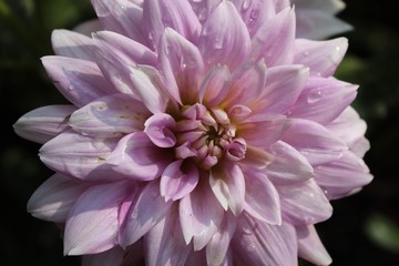 flower of dahlia
