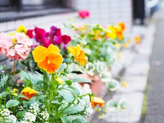 Foto op Canvas colorful pansy flowers in pots © pkanchana