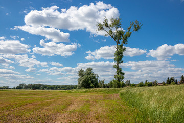 Obraz premium Elbwiese bei Walternienburg