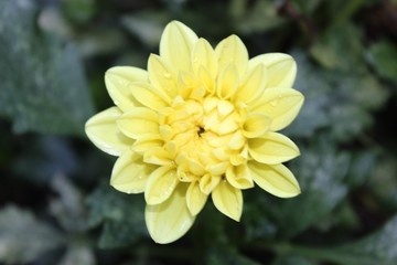 closeup of yellow flower