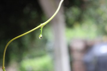 drops on leaf