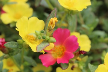 yellow flowers in the garden