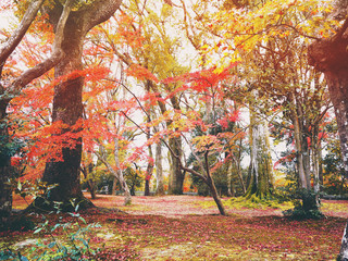 Maple trees and leaves falling on the ground in the autumn park.