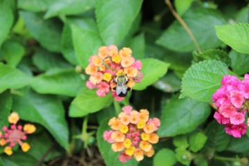 flowers in the garden