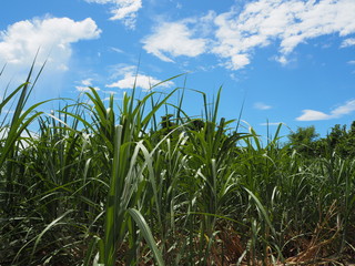 波照間島のサトウキビ畑／Hateruma Island sugarcane field. Hateruma Island is one of the Yaeyama Islands in Okinawa, and is the southernmost manned island in Japan.