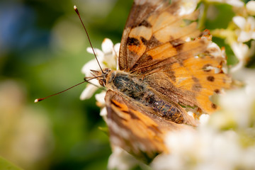 Schmetterling auf Blüte für Kalender