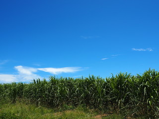 Fototapeta na wymiar 波照間島のサトウキビ畑／Hateruma Island sugarcane field. Hateruma Island is one of the Yaeyama Islands in Okinawa, and is the southernmost manned island in Japan.