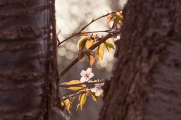 夕暮れ時の桜の花