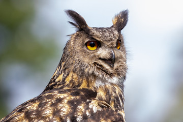 Eule guckt mit großen Augen