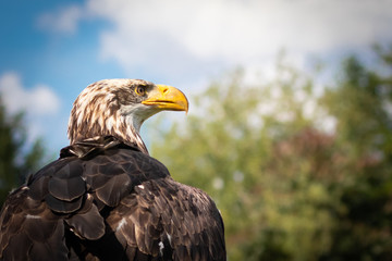 Portrait eines Seeadlers von der Seite