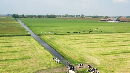Aerial from cows in the countryside from the Netherlands