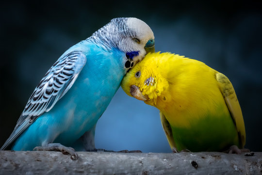 Zwei s&uuml;&szlig;e kuschelnde Wellensittiche als Motiv f&uuml;r Liebe
