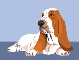 Funny and cute portrait of a dog Basset Hound