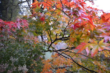 紅葉