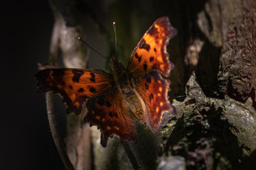 Rotbrauner Schmetterling im Schatten
